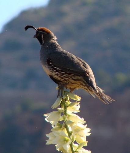 Desert Quail on Yucca